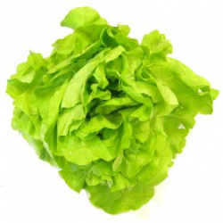Salade laitue (pièce)
