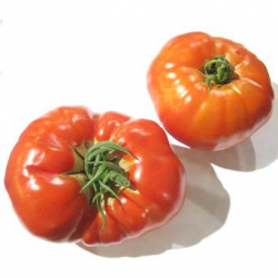 Tomates anciennes bio (1kg)