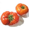 Tomates anciennes bio (500g)